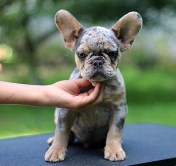 Pavio French Bulldog