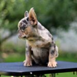 Pavio-male-French-Bulldog-puppy-for-sale-2