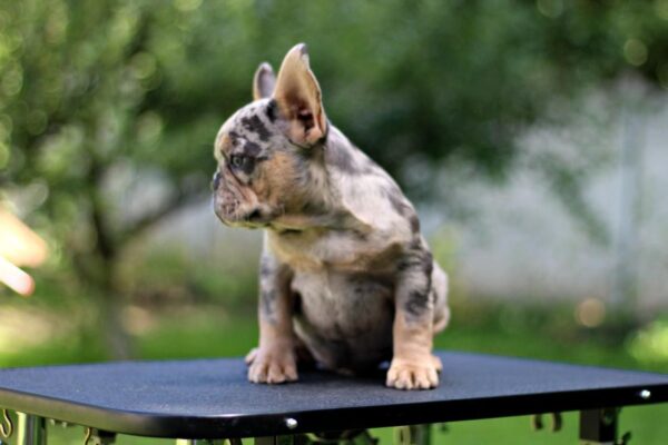 Pavio French Bulldog
