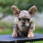 Pavio-male-French-Bulldog-puppy-for-sale-3