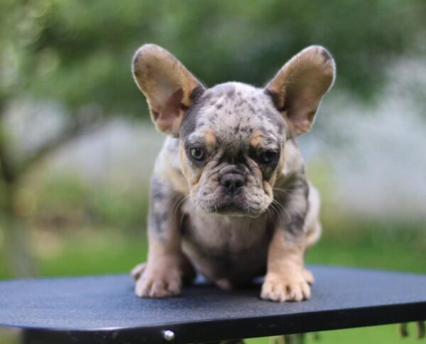 Pavio French Bulldog