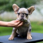 Pavio-male-French-Bulldog-puppy-for-sale-4