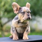 Pavio-male-French-Bulldog-puppy-for-sale-5