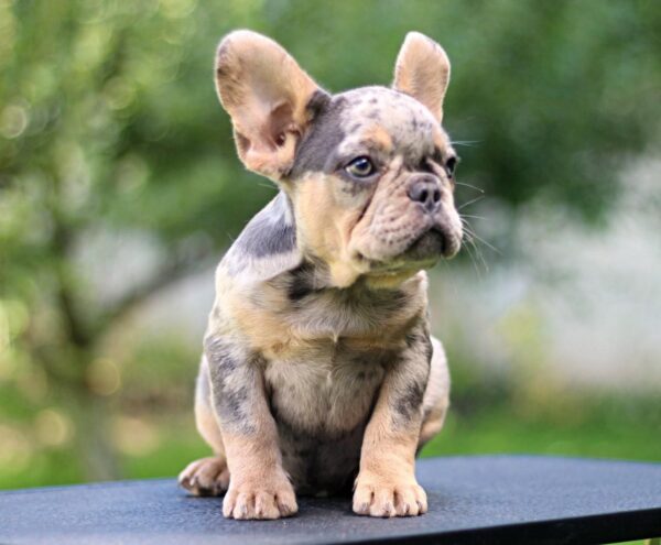Pavio French Bulldog