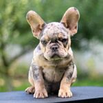 Oscar French Bulldog