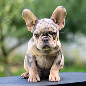 Pavio French Bulldog