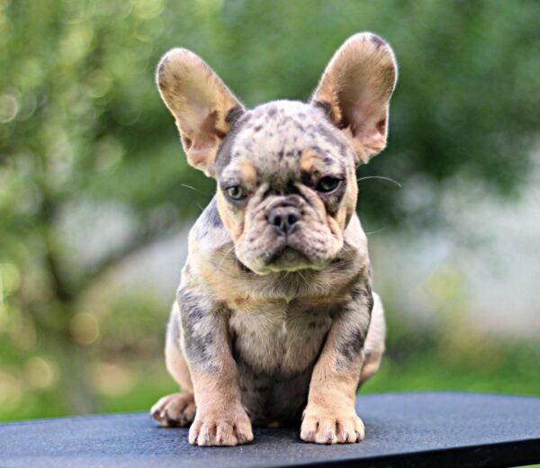 Pavio French Bulldog