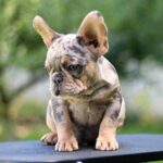 Pavio-male-French-Bulldog-puppy-for-sale-7