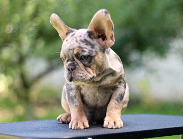 Pavio French Bulldog