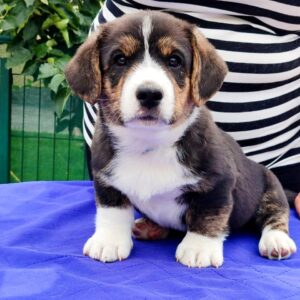 Peter Welsh Corgi