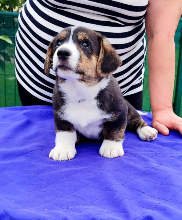 Peter Welsh Corgi