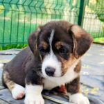 Samuel Welsh Corgi