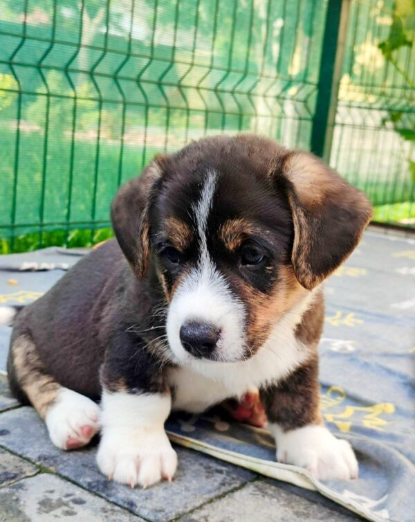 Peter Welsh Corgi