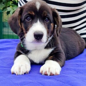 Polar Welsh Corgi
