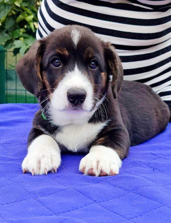 Polar Welsh Corgi
