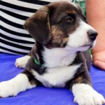 Polar-male-Welsh-Corgi-puppy-for-sale-2