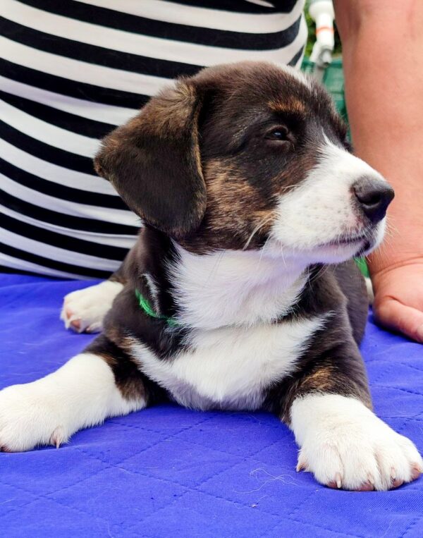 Polar Welsh Corgi