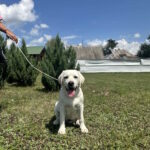 Macho Labrador Retriever
