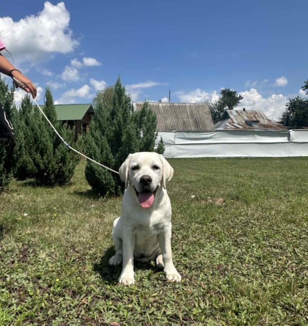 Pole Labrador Retriever