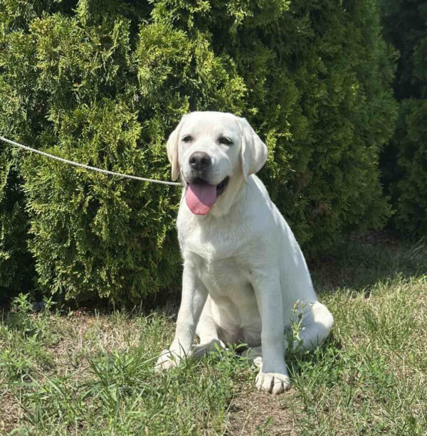 Pole Labrador Retriever
