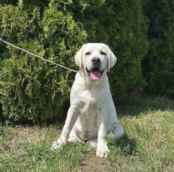 Pole Labrador Retriever