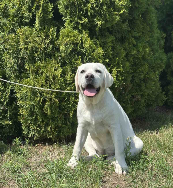 Pole Labrador Retriever