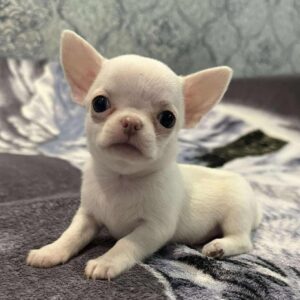Prince Chihuahua