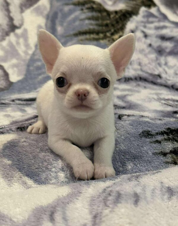 Prince Chihuahua