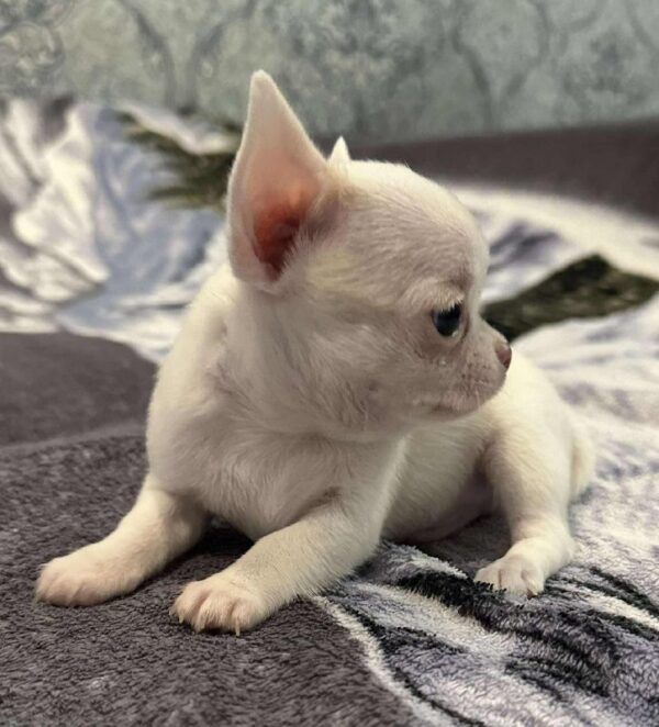 Prince Chihuahua