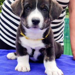 Prions Welsh Corgi