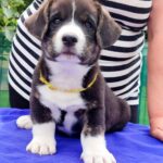 Prions-male-Welsh-Corgi-puppy-for-sale-2