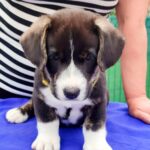 Prions-male-Welsh-Corgi-puppy-for-sale-3