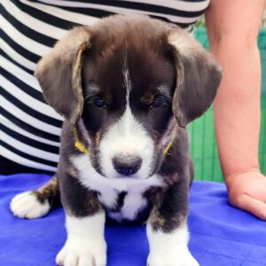 Prions Welsh Corgi