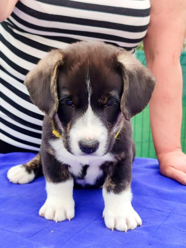 Prions Welsh Corgi