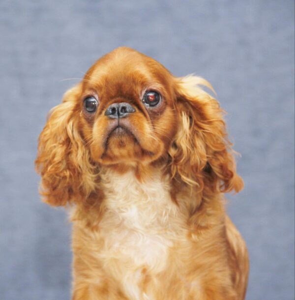 Quick as Wink King Charles Spaniel