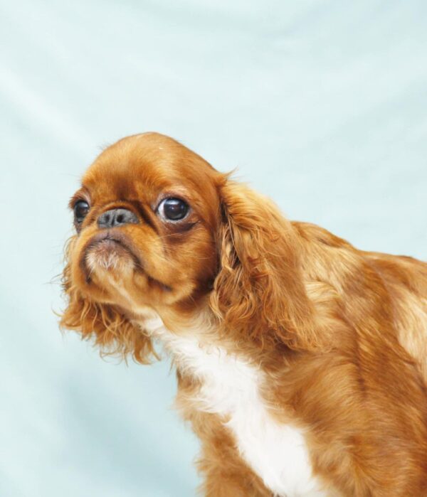 Quiet Beauty King Charles Spaniel