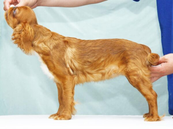Quiet Beauty King Charles Spaniel