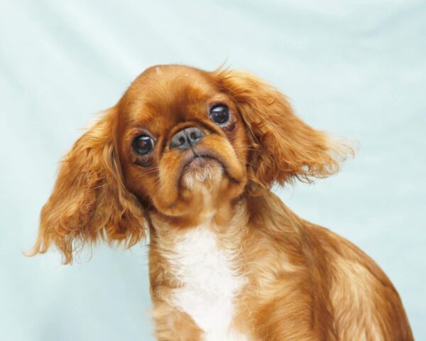 Quiet Beauty King Charles Spaniel