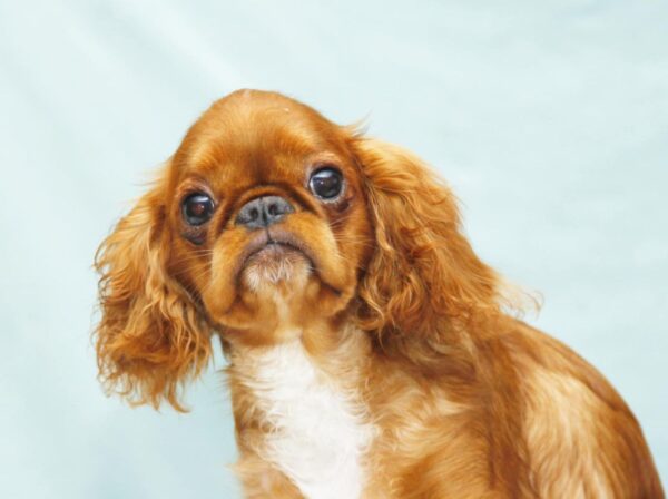 Quiet Beauty King Charles Spaniel