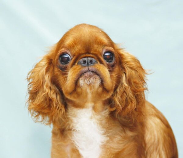Quiet Beauty King Charles Spaniel