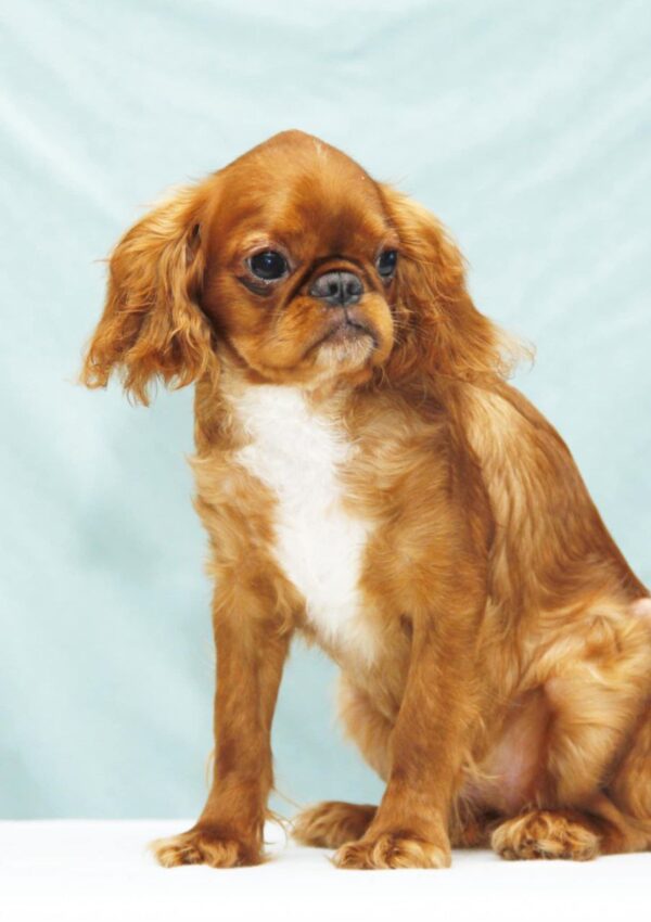 Quiet Beauty King Charles Spaniel