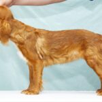 Quiet-Beauty-female-King-Charles-spaniel-puppy-for-sale-09