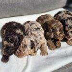 Rainbow Litter female Cavapoo puppy for sale01