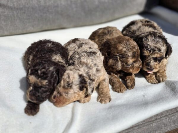 Rainbow Litter Cavapoo