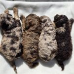 Rainbow Litter female Cavapoo puppy for sale02