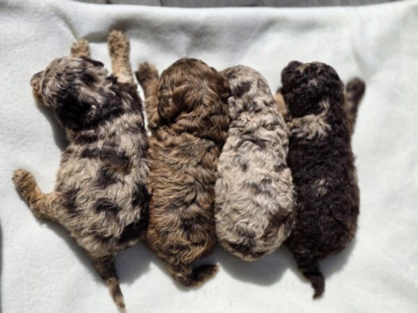 Rainbow Litter Cavapoo