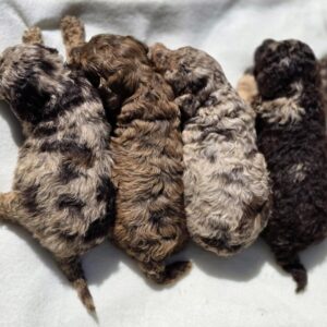 Rainbow Litter Cavapoo