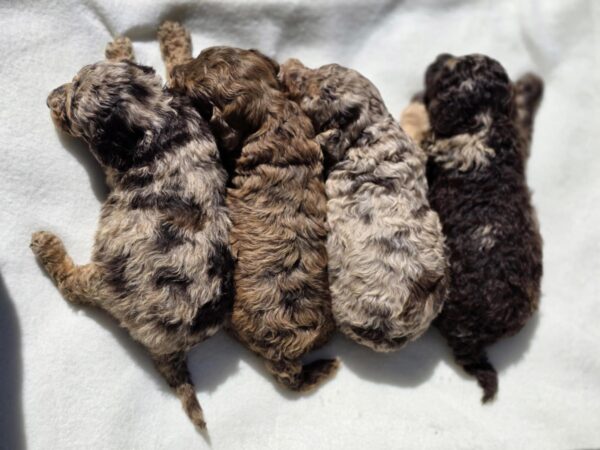 Rainbow Litter Cavapoo