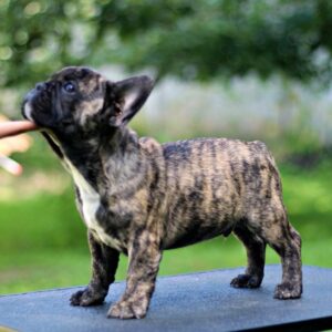 Romeo French Bulldog