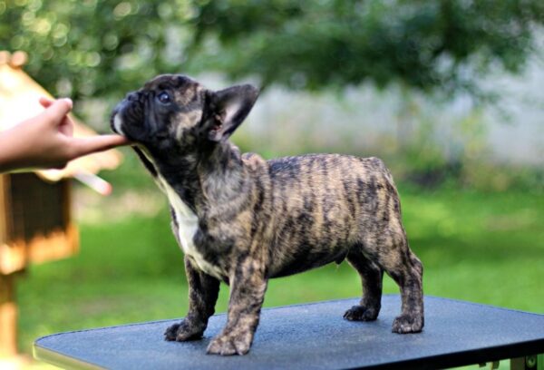 Romeo French Bulldog